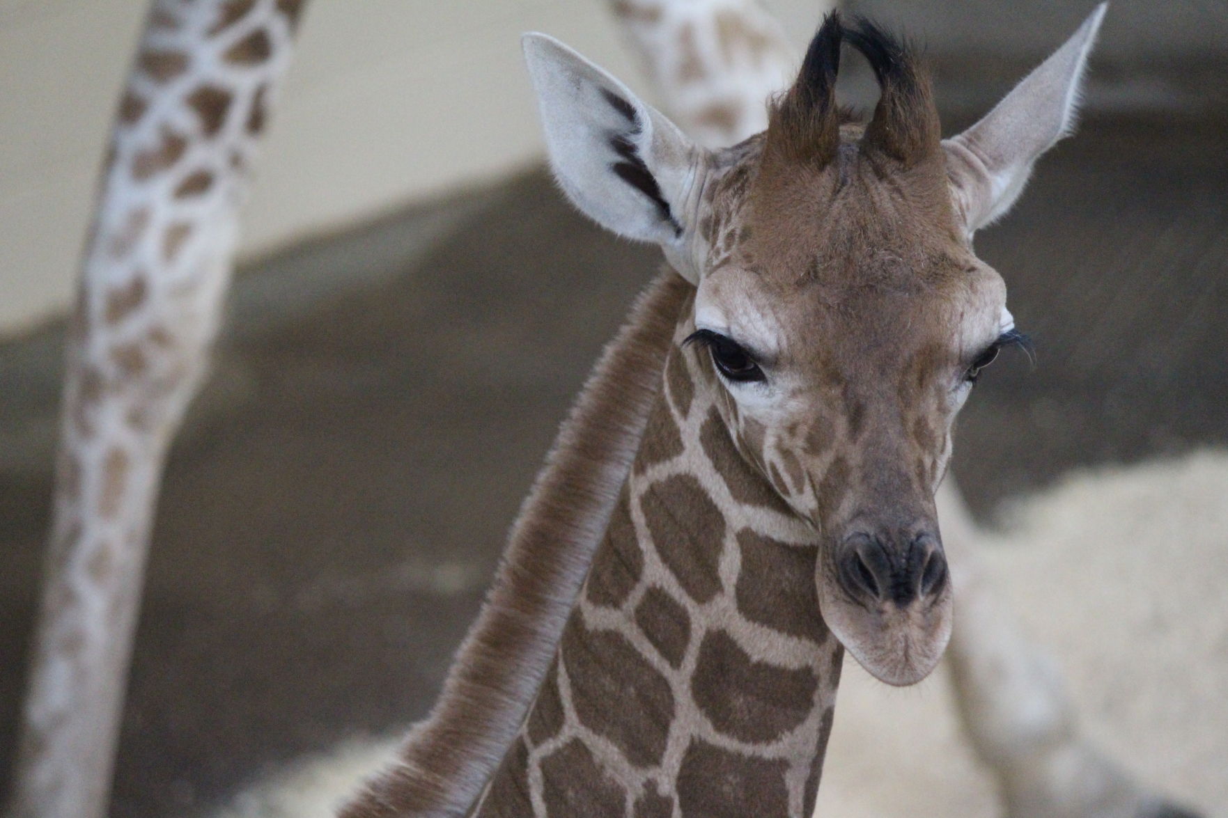 Baby giraffe
